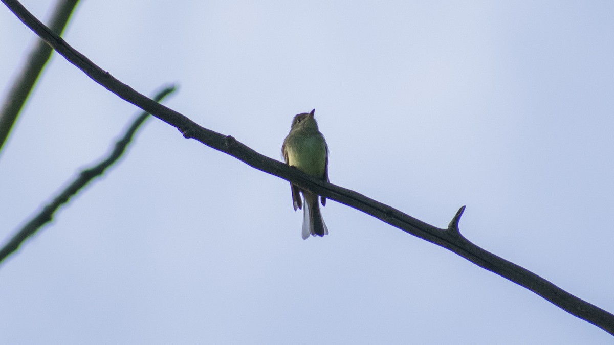 Least Flycatcher - ML582700091