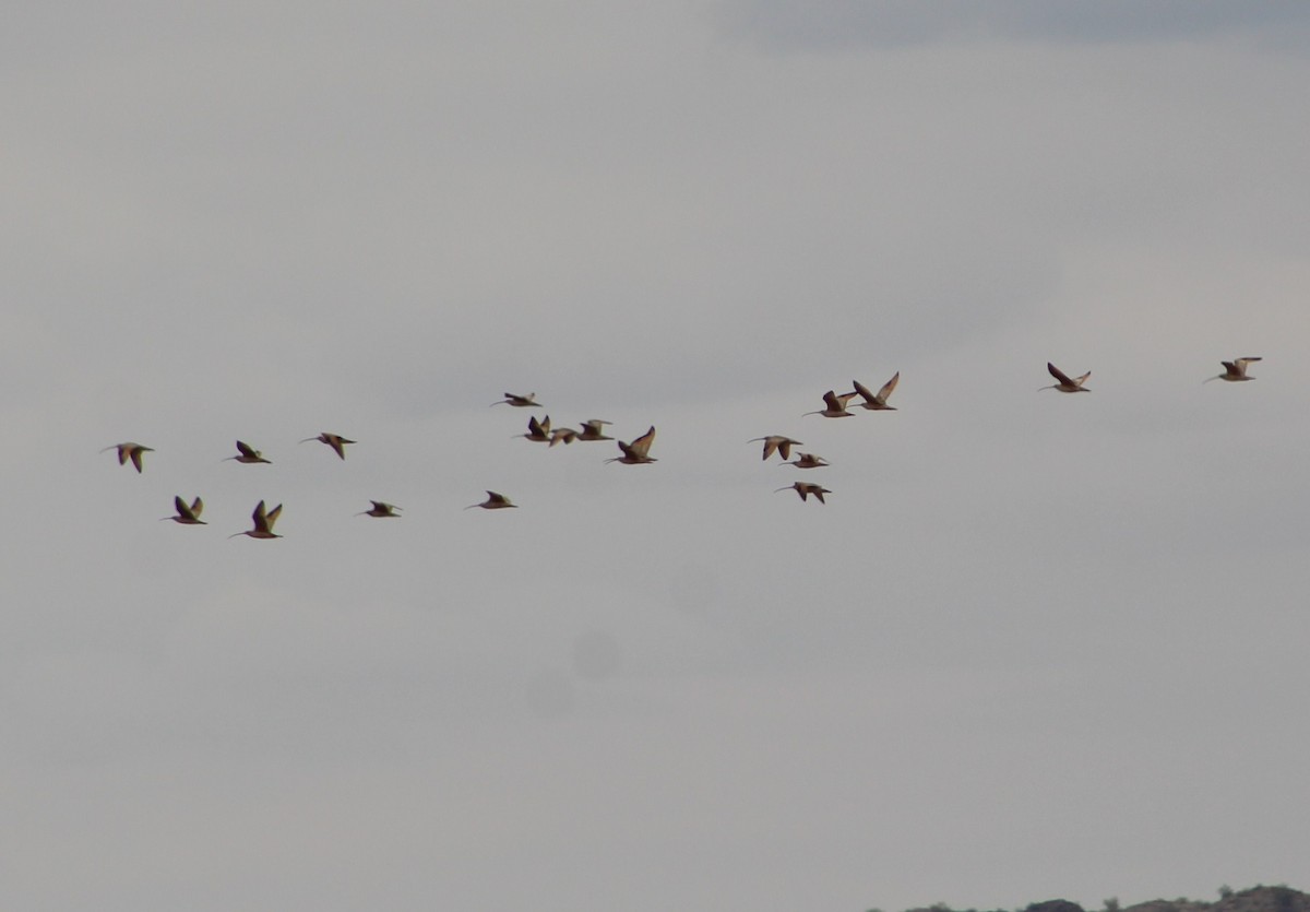 Long-billed Curlew - ML582700151