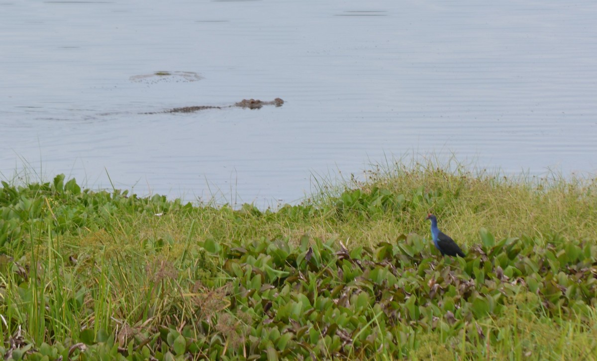 Gray-headed Swamphen - ML58270051