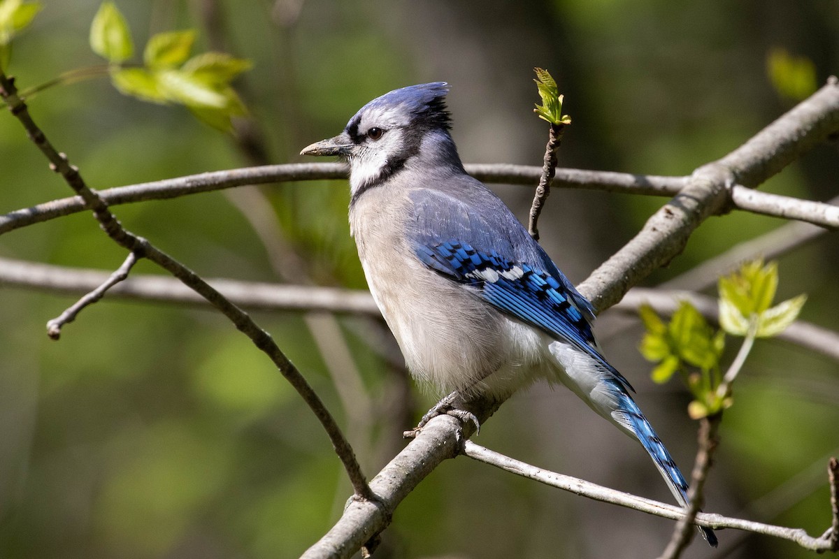 Blue Jay - ML582700661