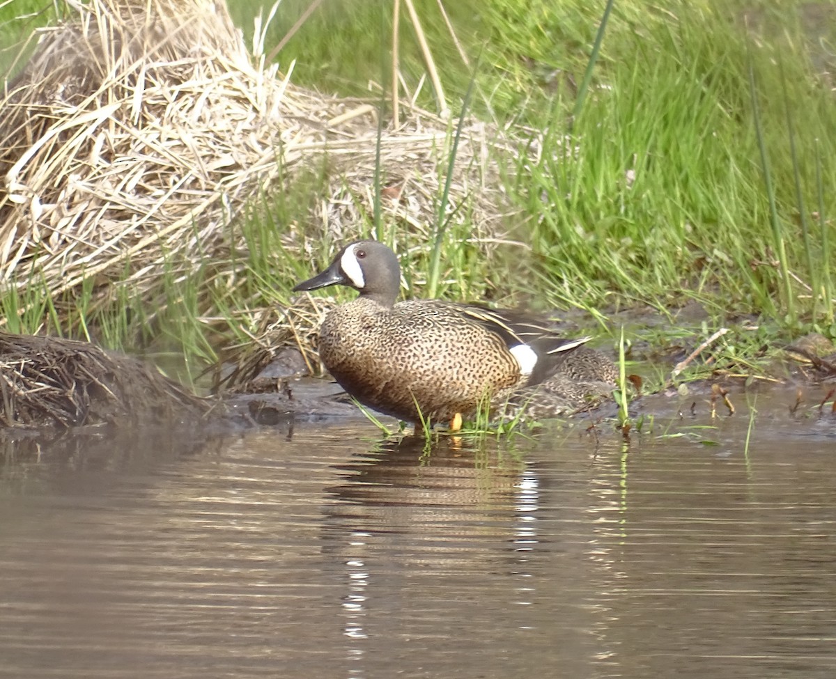 Blue-winged Teal - ML582701151
