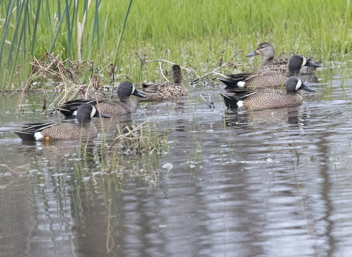 Blue-winged Teal - ML582701291