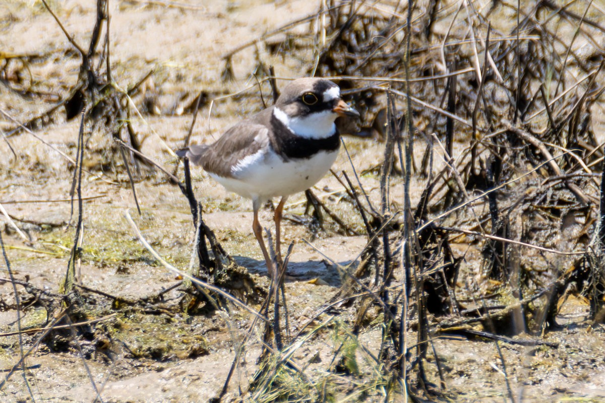 Semipalmated Plover - ML582702671