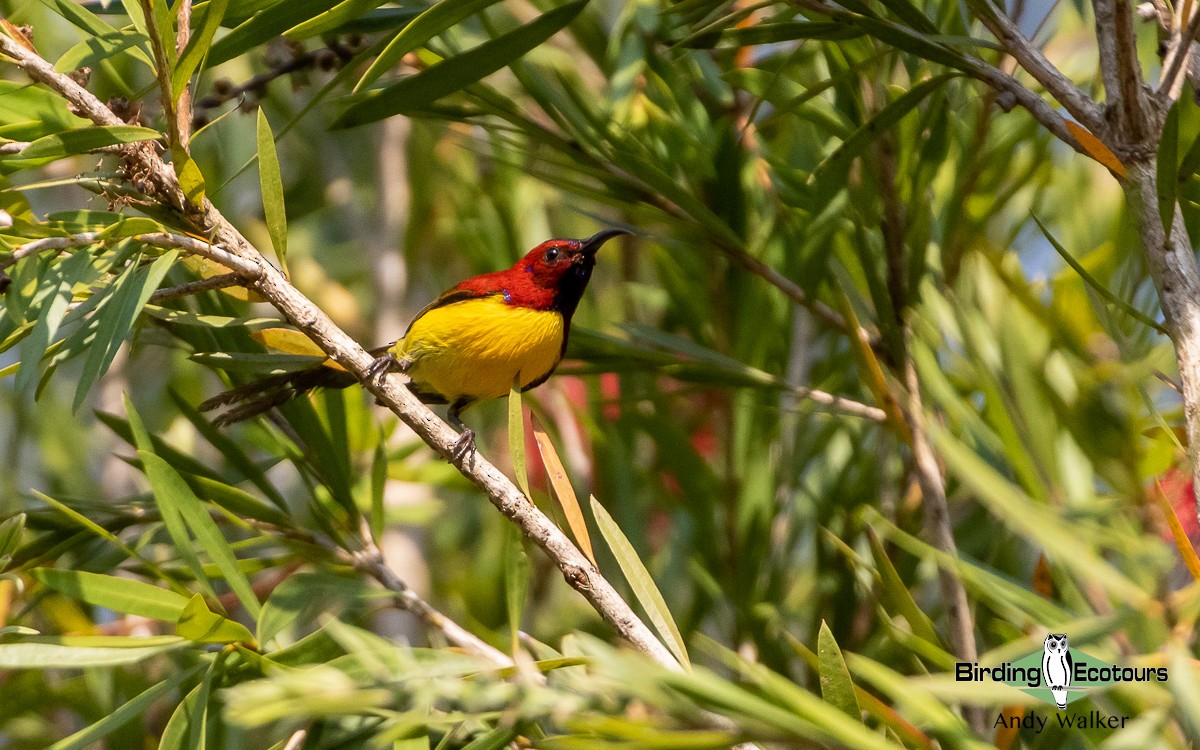 Mrs. Gould's Sunbird (Purple-rumped) - ML582702851