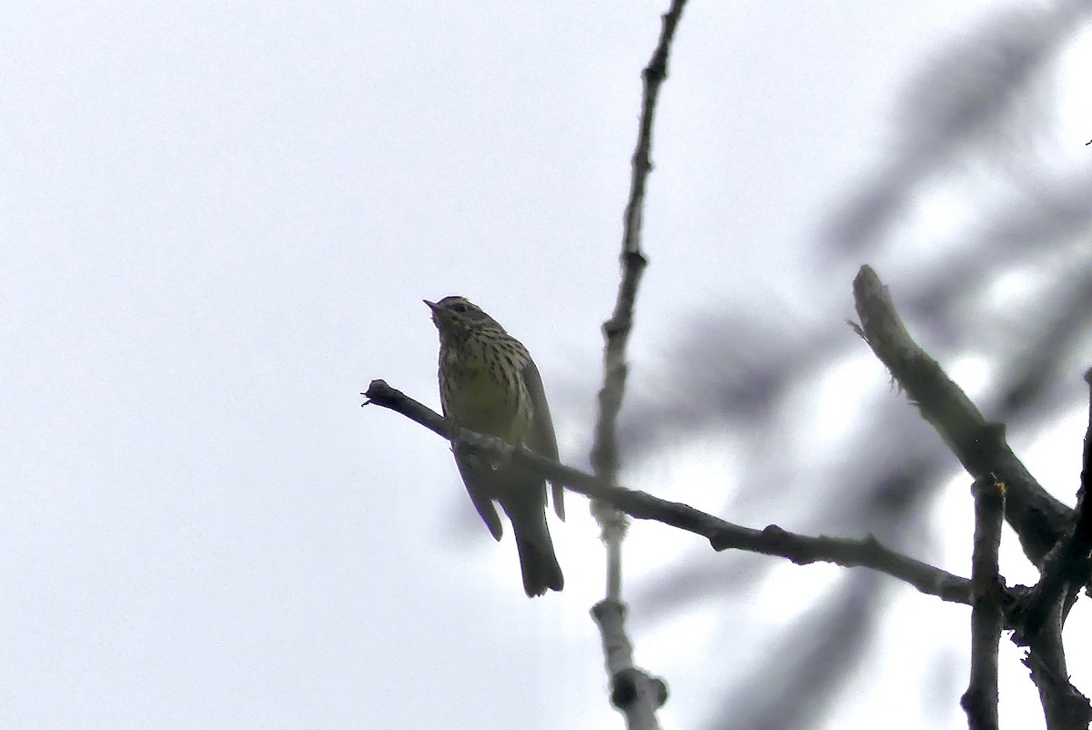 Northern Waterthrush - Barbara Shepherd