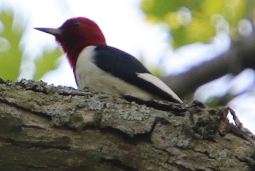 Red-headed Woodpecker - ML582706151