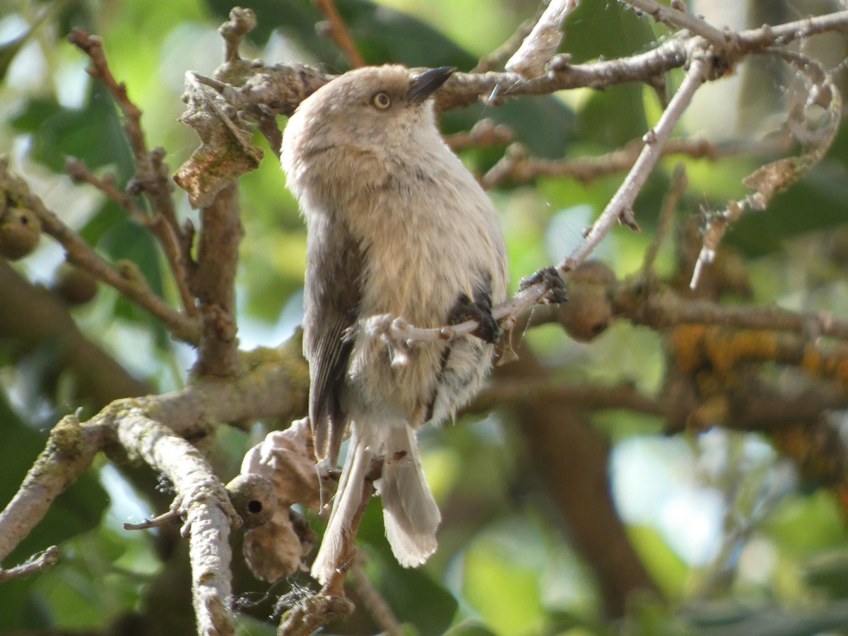 Bushtit - Garry Hayes