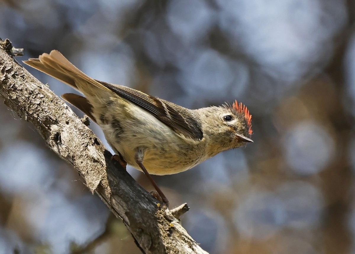 Roitelet à couronne rubis - ML582707321