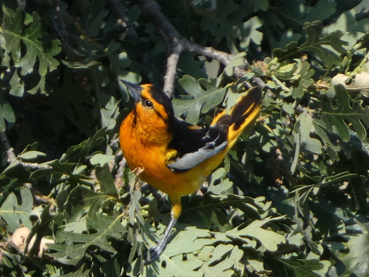 Bullock's Oriole - ML582709121