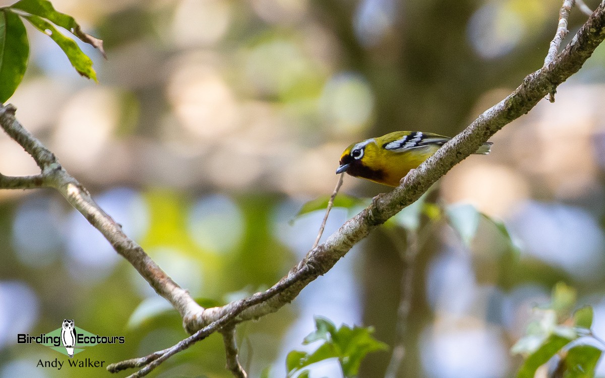 Clicking Shrike-Babbler (Clicking) - ML582709271