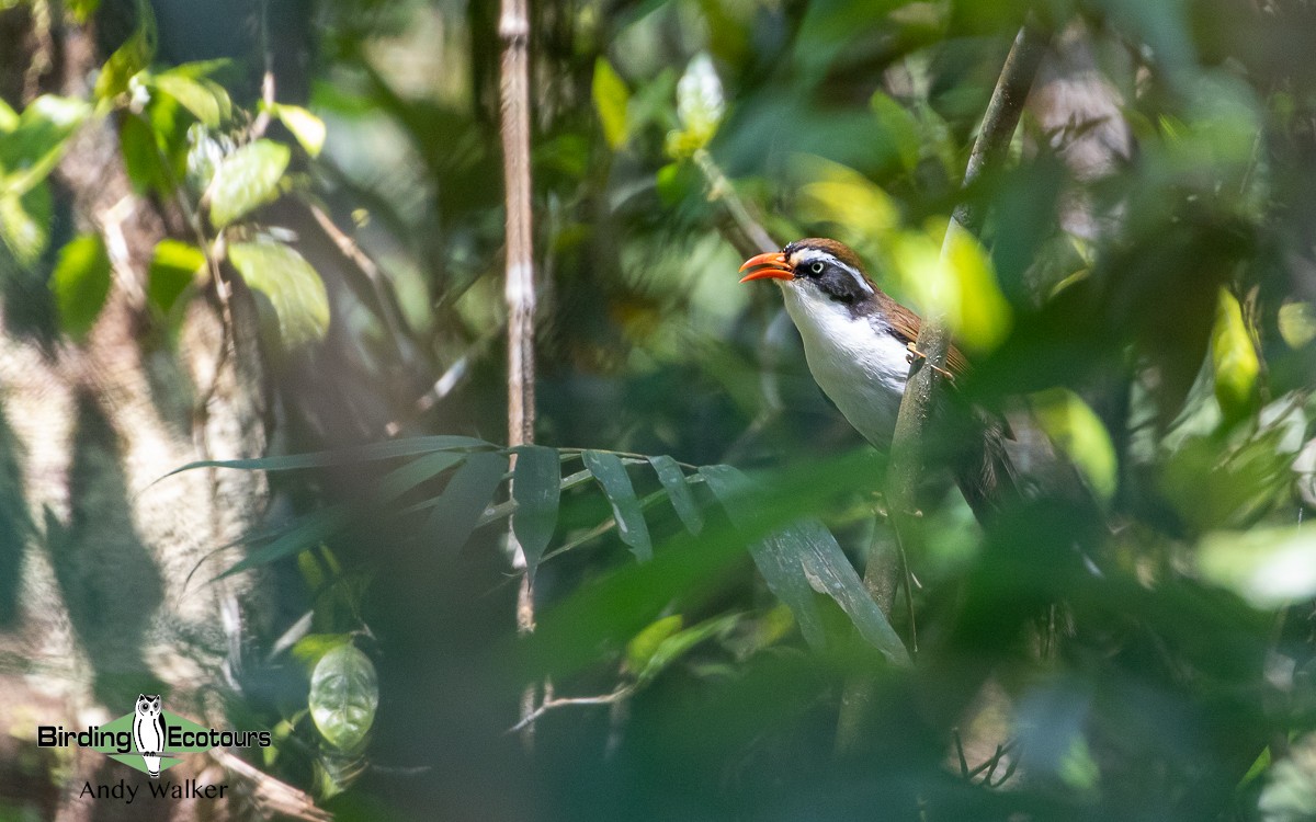 Brown-crowned Scimitar-Babbler (albogularis Group) - ML582709371