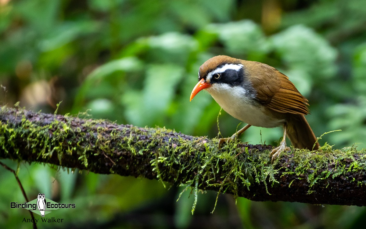 Brown-crowned Scimitar-Babbler (albogularis Group) - ML582709891