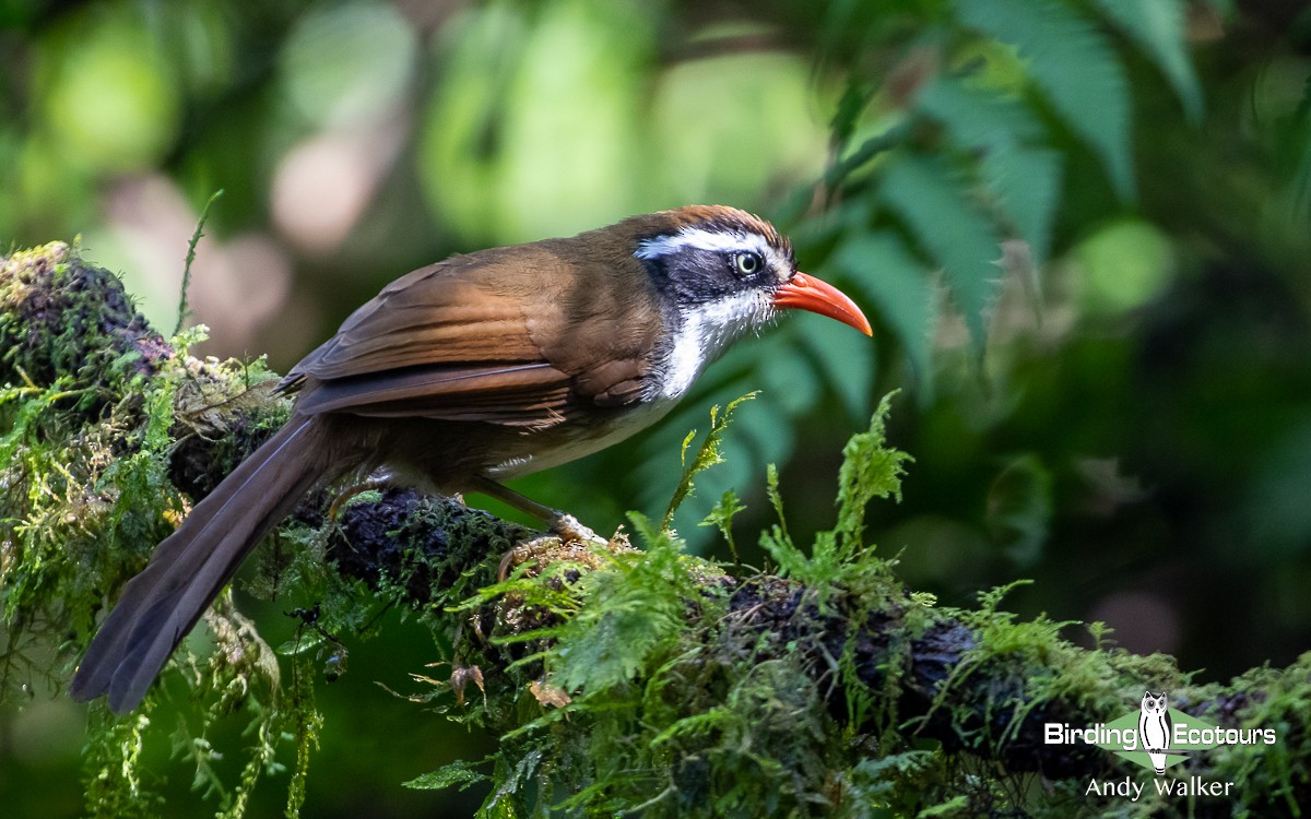 Brown-crowned Scimitar-Babbler (albogularis Group) - ML582709901