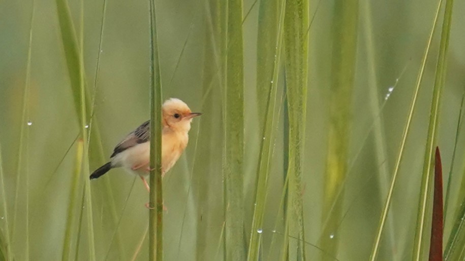 Golden-headed Cisticola - ML582710171