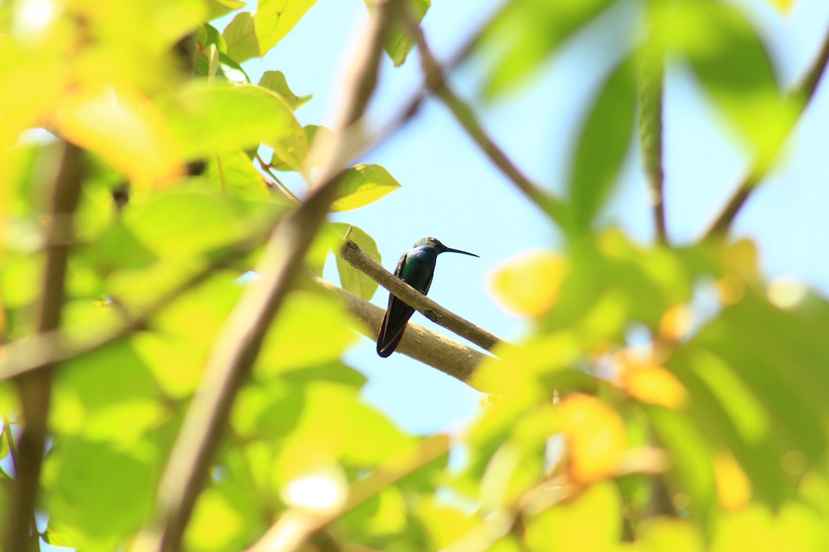 Green-breasted Mango - ML582710261