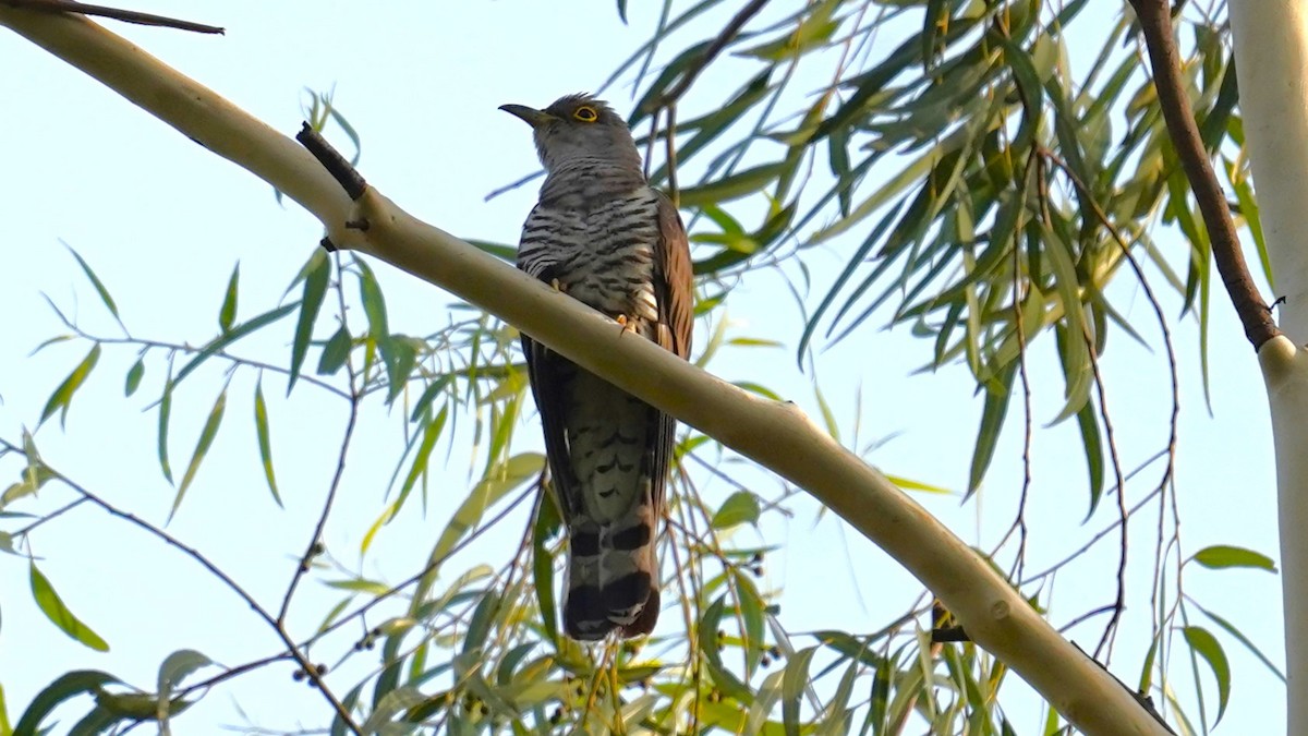 Indian Cuckoo - ML582710451