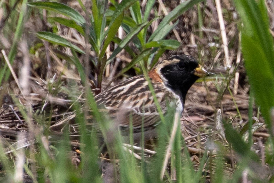 Lapland Longspur - Stephanie Levins