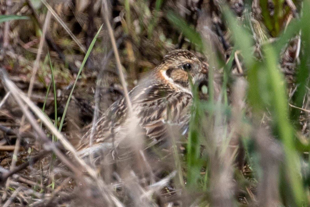 Lapland Longspur - ML582711471