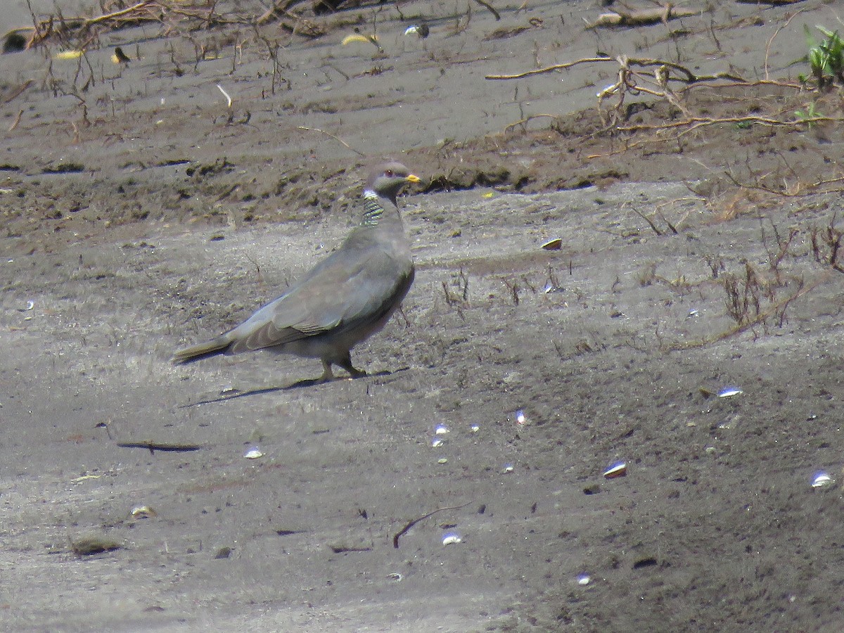 Band-tailed Pigeon - ML582711861