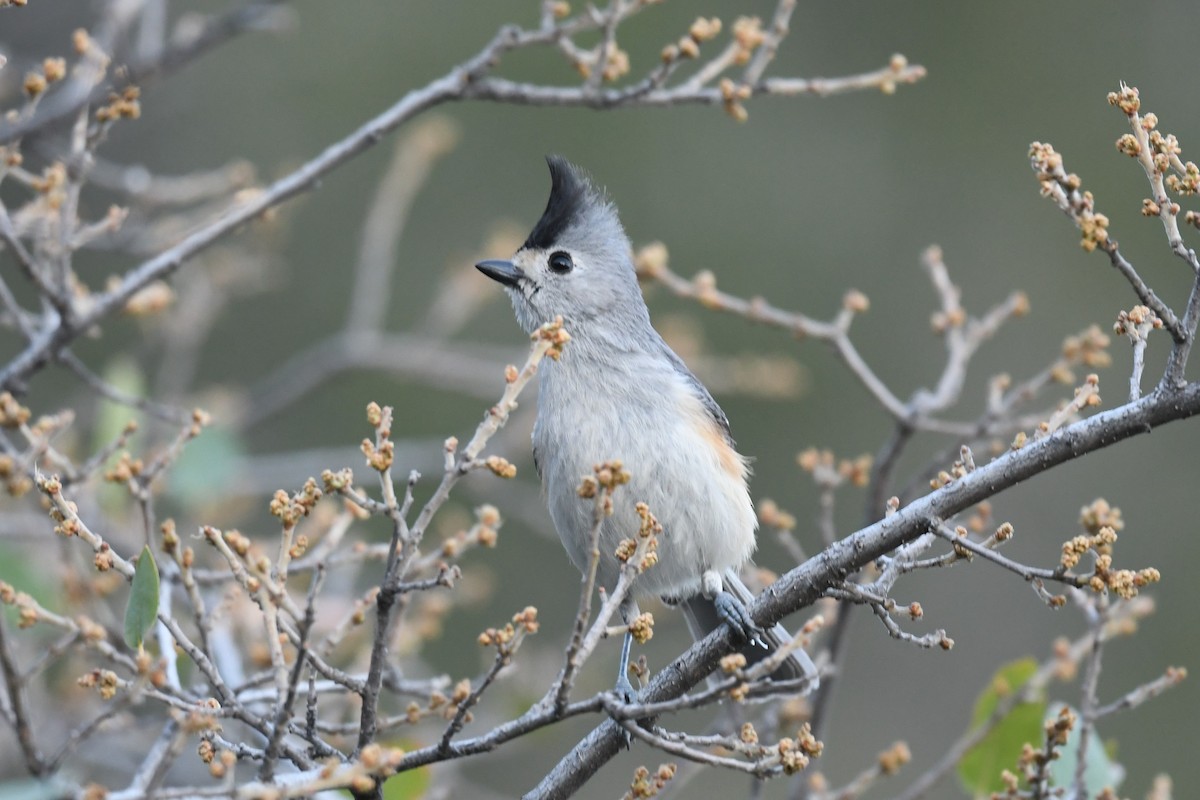 Black-crested Titmouse - ML582712451