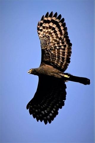 Black Hawk-Eagle - Stephen Jones