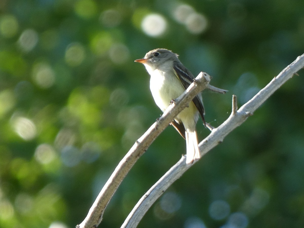 Least Flycatcher - Thomas Meinzen