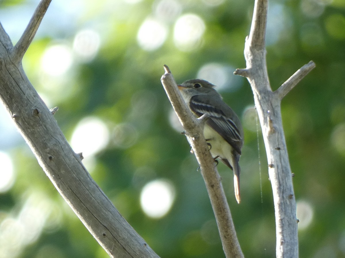 Least Flycatcher - Thomas Meinzen