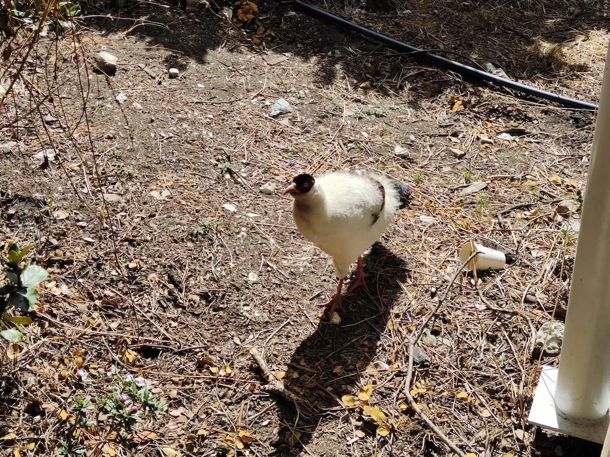 White Eared-Pheasant - 镇霆 黎