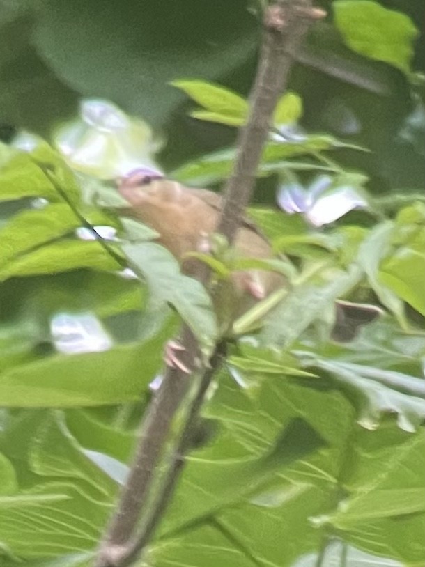 Paruline vermivore - ML582718471