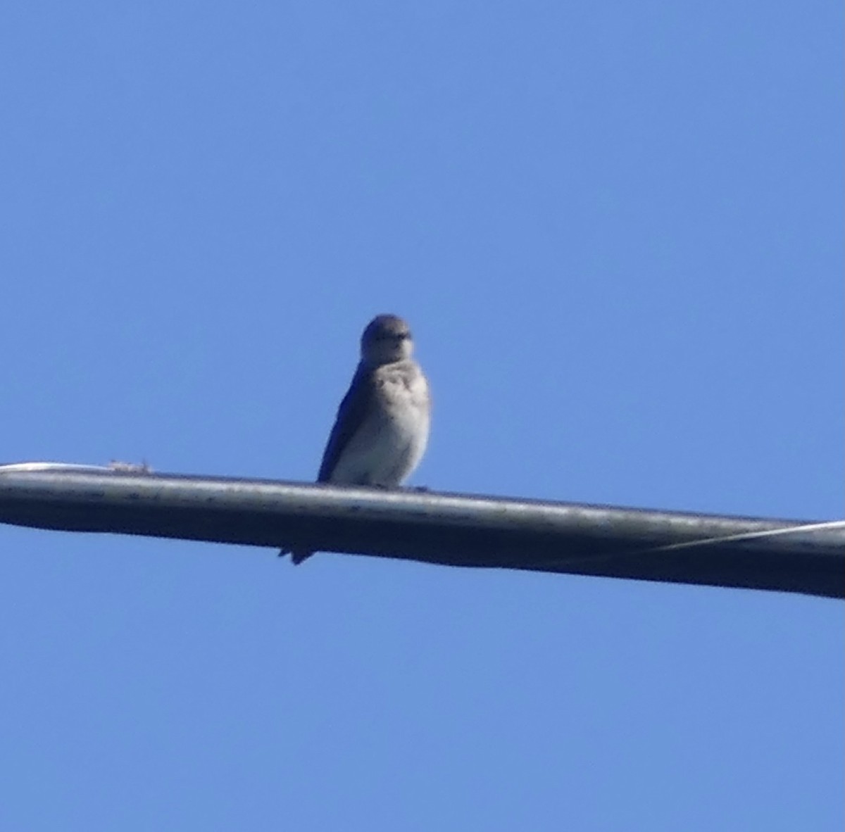 Northern Rough-winged Swallow - ML582718591