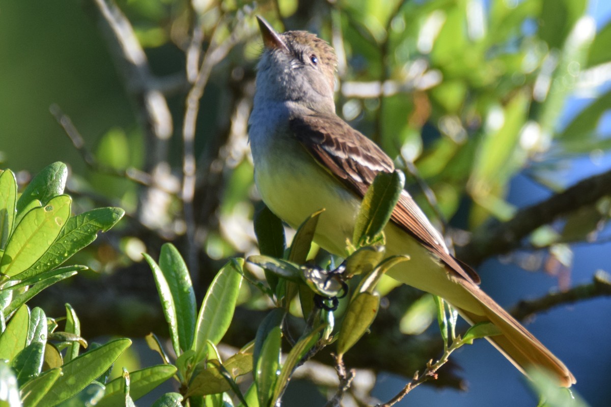 Great Crested Flycatcher - ML58272011