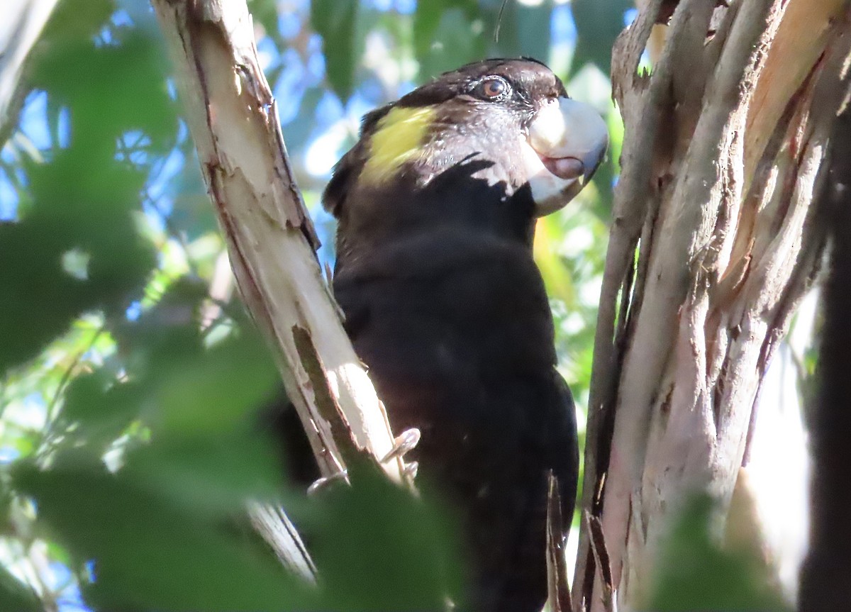 Yellow-tailed Black-Cockatoo - ML582720991