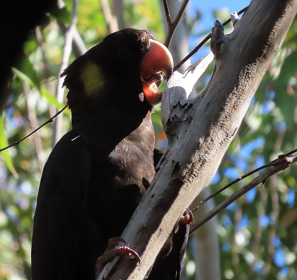 Yellow-tailed Black-Cockatoo - ML582721001