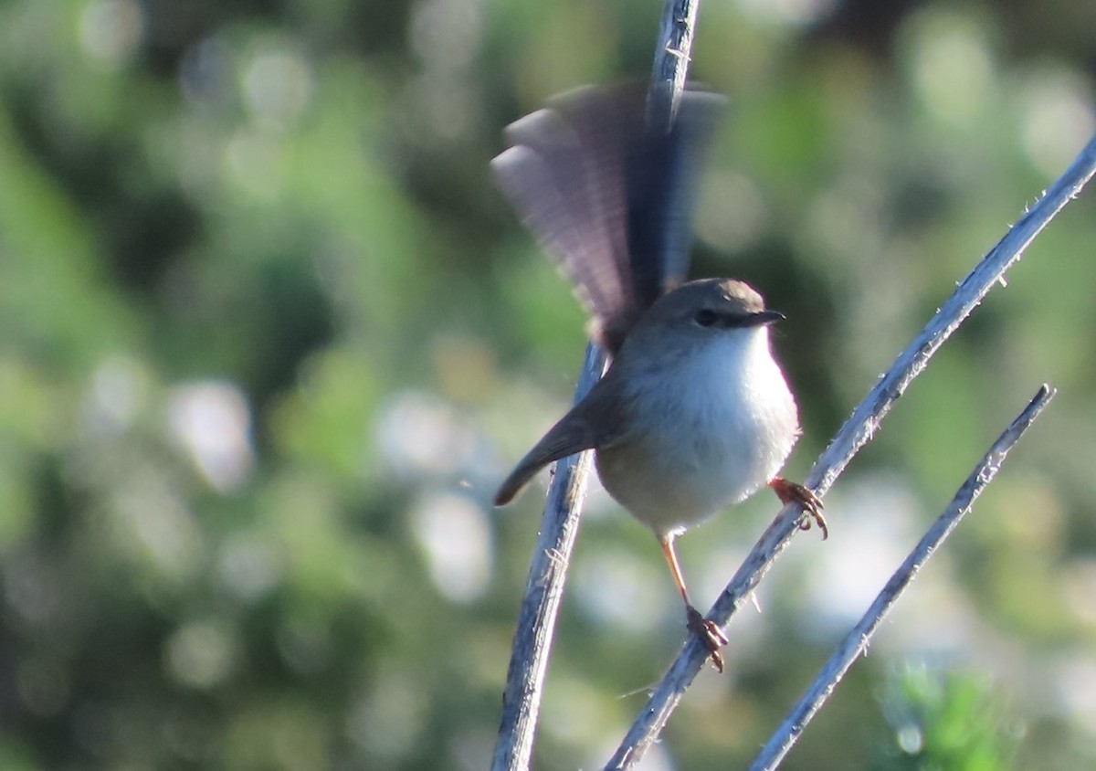 Superb Fairywren - ML582721101