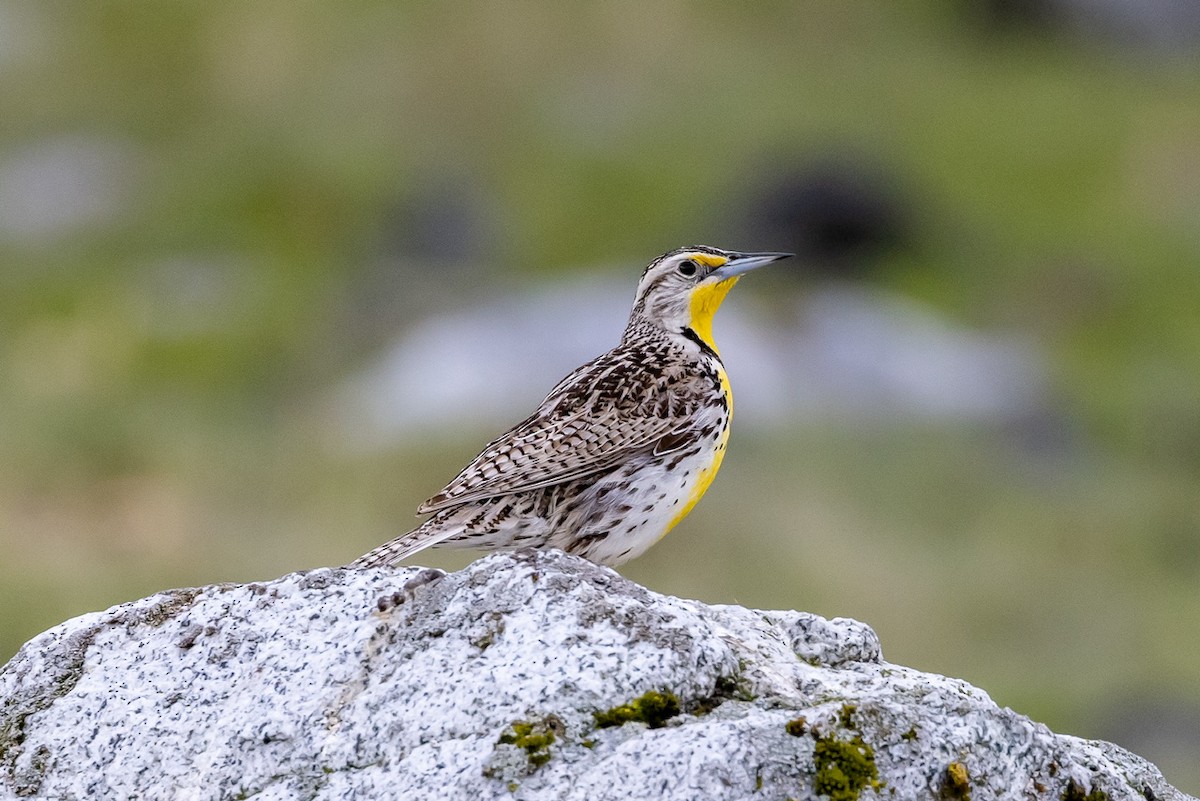 Western Meadowlark - ML582721231