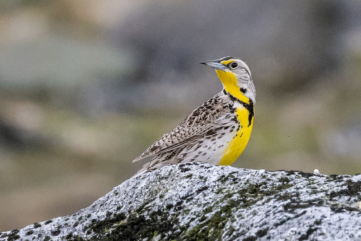 Western Meadowlark - ML582721251