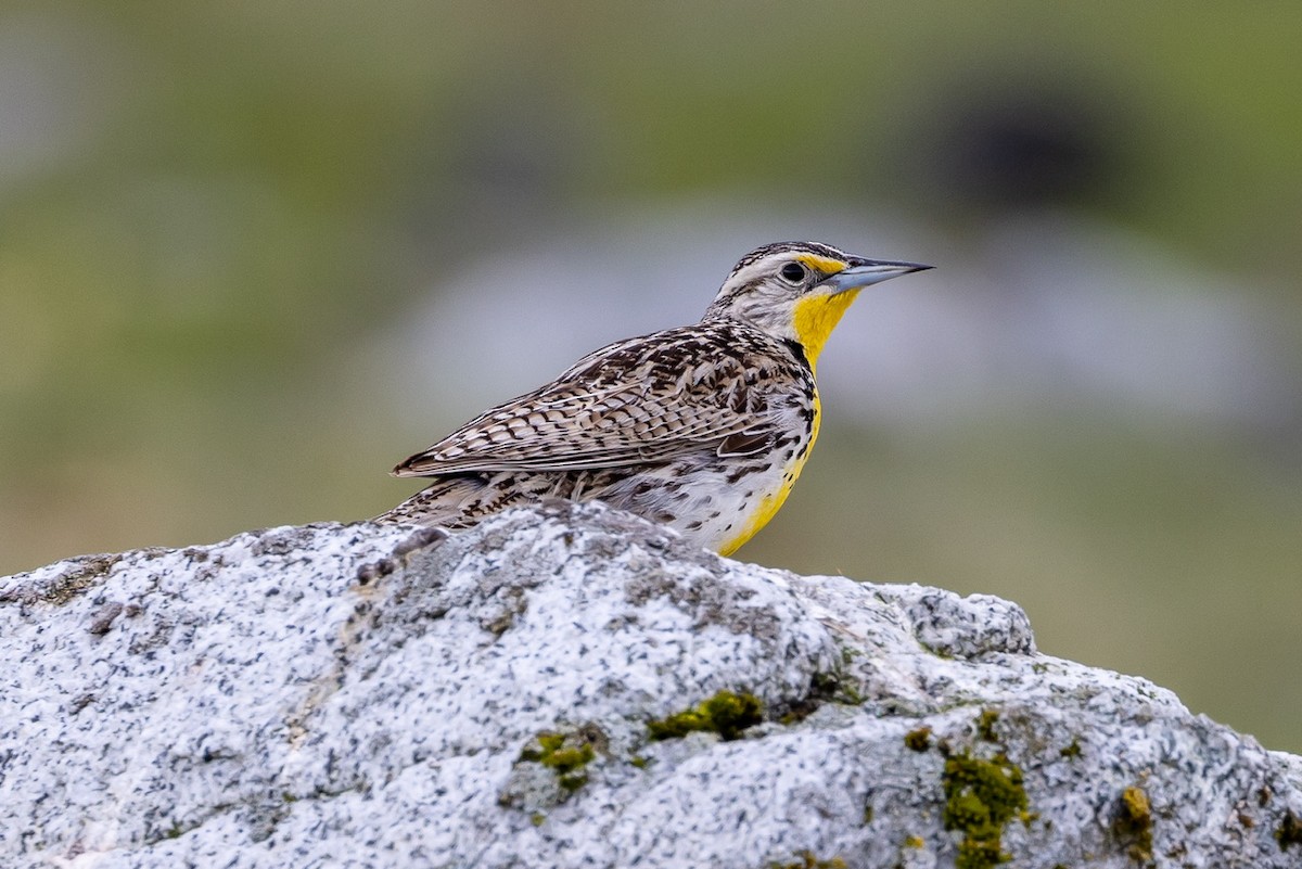 Western Meadowlark - ML582721281