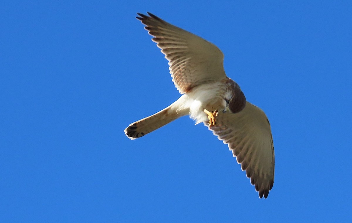 Nankeen Kestrel - ML582721311