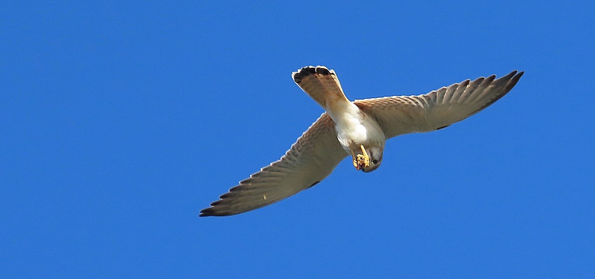 Nankeen Kestrel - ML582721321