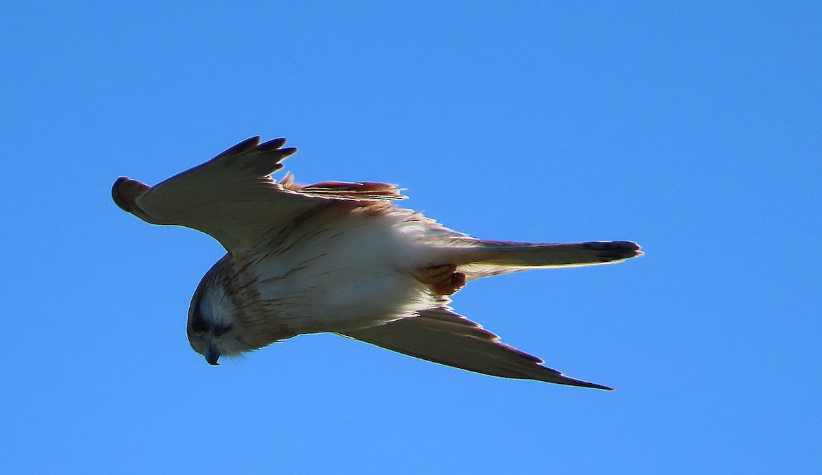 Nankeen Kestrel - ML582721331