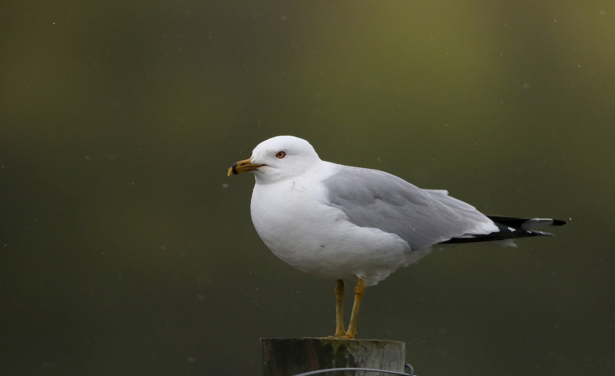 Ring-billed Gull - ML58272151