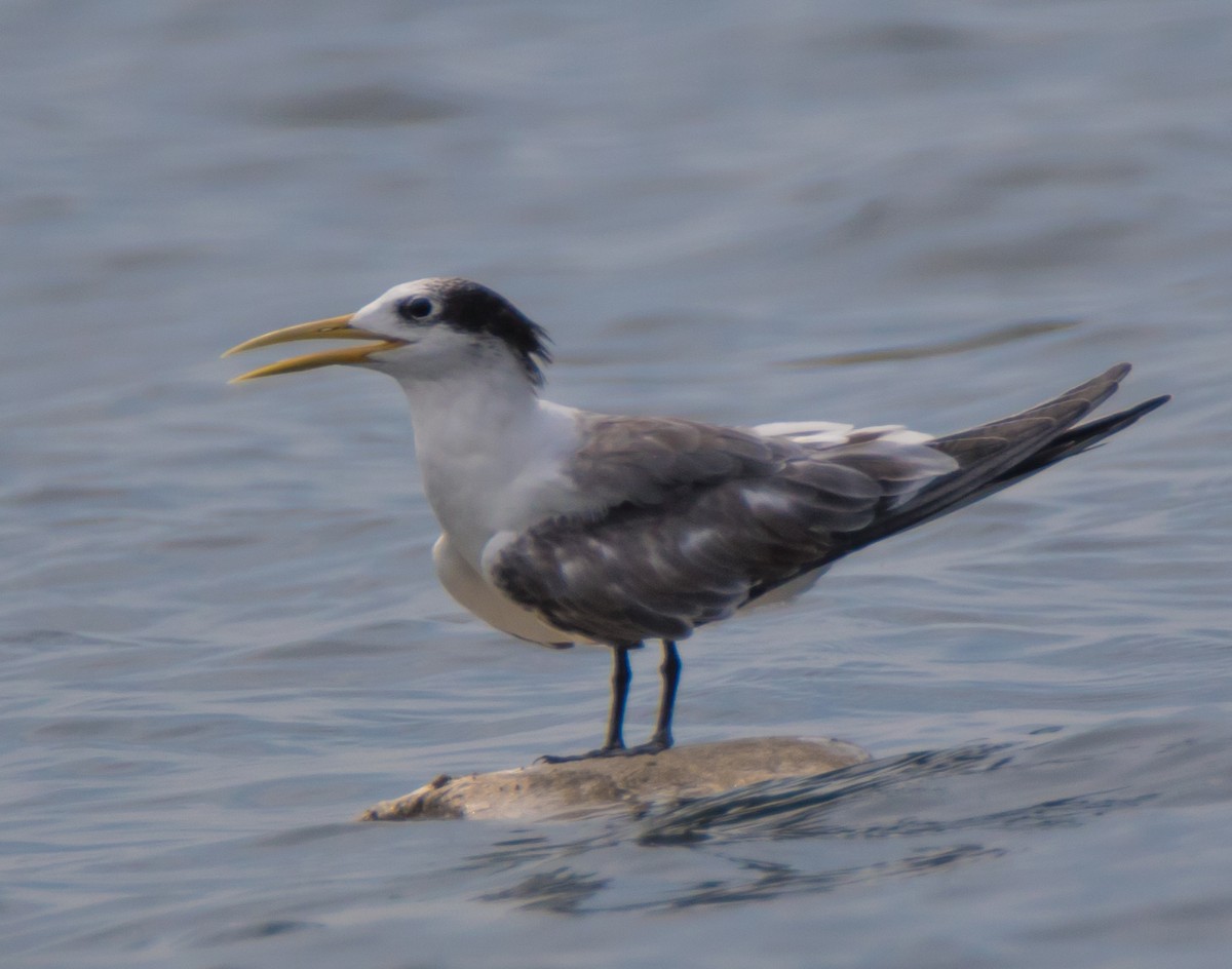 Great Crested Tern - ML58272161