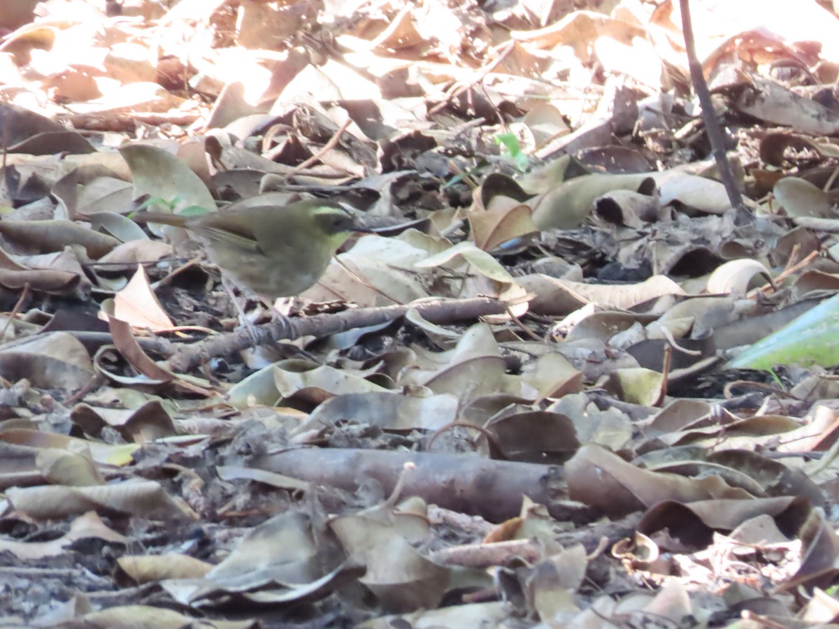 Yellow-throated Scrubwren - ML582722011