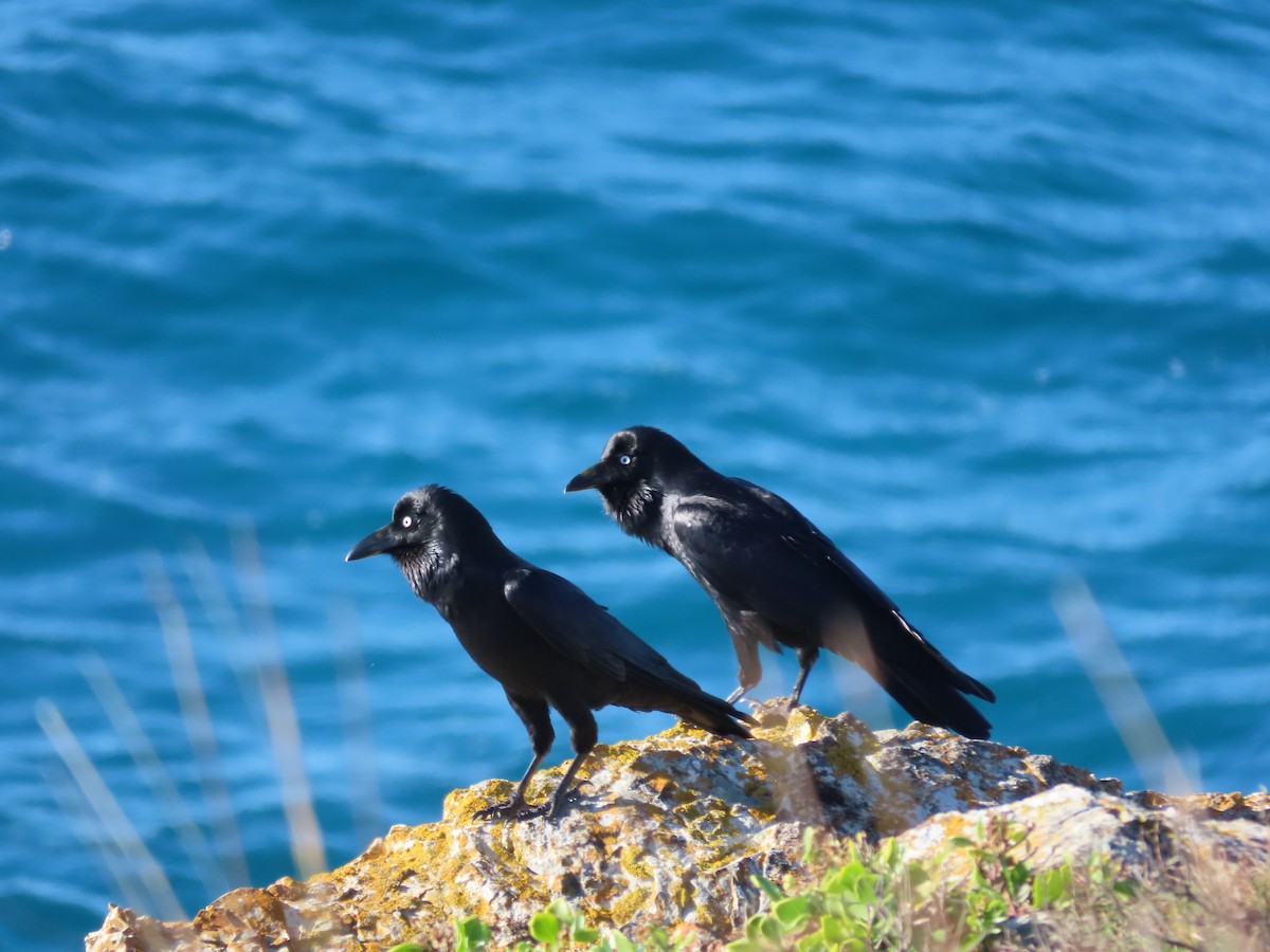 Australian Raven - ML582722031