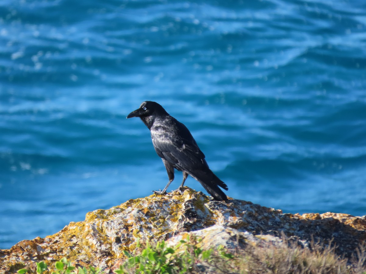 Australian Raven - ML582722041