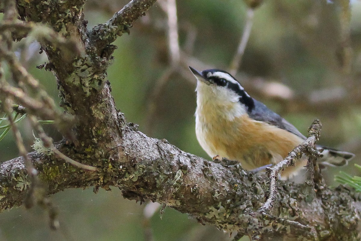 Red-breasted Nuthatch - ML582722201