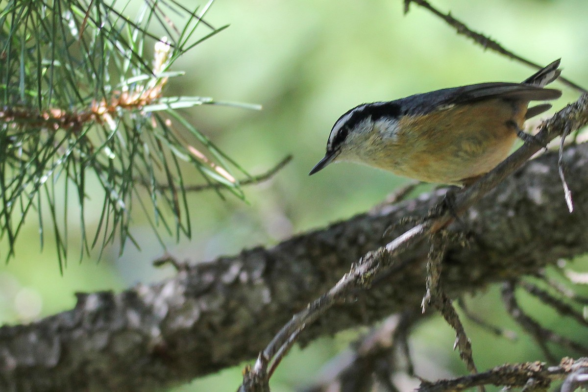 Red-breasted Nuthatch - ML582722211