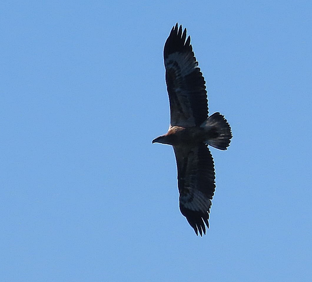 White-bellied Sea-Eagle - ML582722231