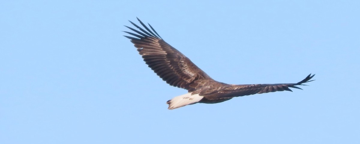 White-bellied Sea-Eagle - ML582722241