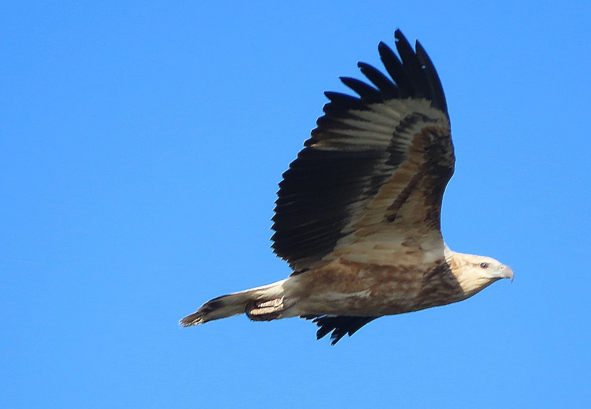 White-bellied Sea-Eagle - ML582722251